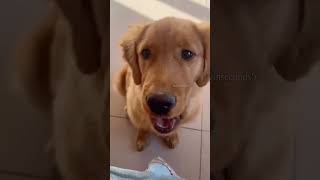 doggy talking ❣ #shorts #dog #dogtalkingvideo #viral #shortvideo #viralshort #doglover