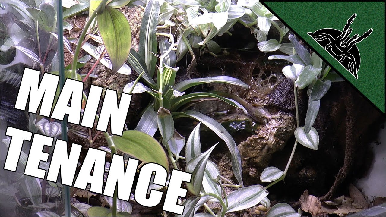 sheet bend Frogs and Roaches Maintenance