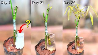 New technique for mango grafting | with water & Rooting hormone | 💯% successful technique