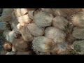 Coconut 6 patta loading from sompeta viraj coconut traders