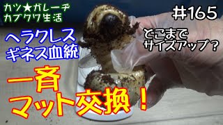 ギネス血統ヘラクレス２回目のマット交換！果たしてどこまでサイズアップしているのか？ビッグサイズ狙ってマット変更！「カツ★ガレーヂカブクワ生活#165」【カブトムシ・クワガタ】