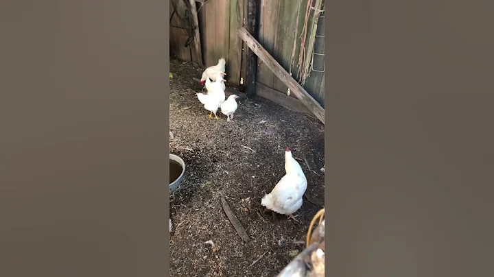 Farm life