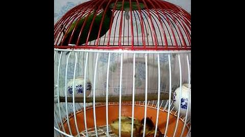 Serindit rintik muda