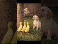 🙈A Kitten Tries to Hide Behind a Tree… But the Ducklings Spot It Instantly #shorts #healingvideo