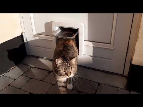 Quick review of the SureFlap Microchip Pet Door Connect