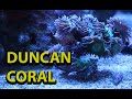 Duncan Coral Tips & Tricks