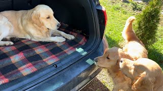 Dogs Won’t Let Their Best Friend Go Home! Most Adorable Goodbye