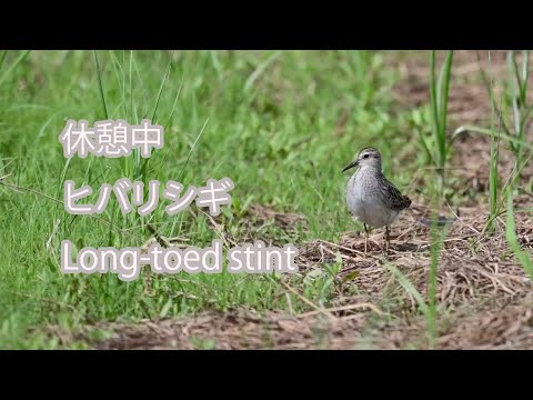 【休憩中】ヒバリシギ Long-toed stint