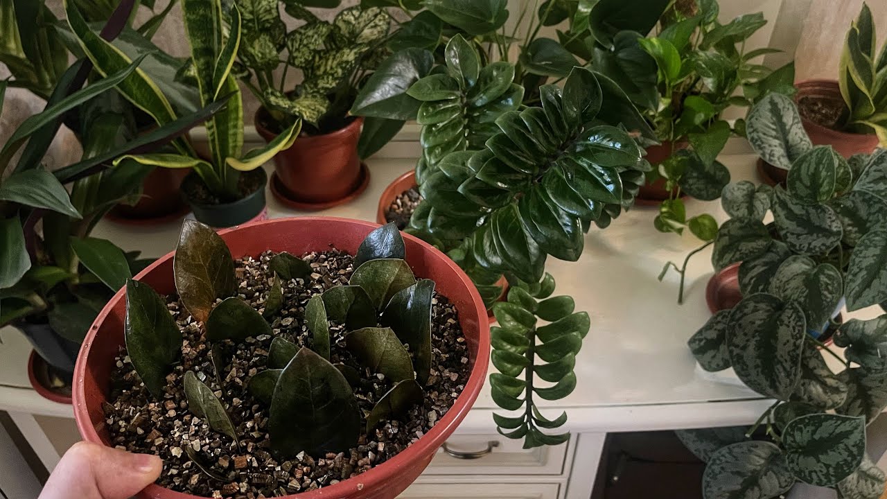 Замиокулькас парваришини 5 та асосий қоидаси / Озуқалари / Кўпайтириш.