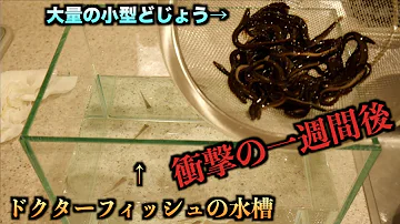 ドクター フィッシュ くすぐり ドクター フィッシュ くすぐり
