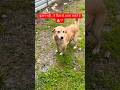 इंसान नहीं… ये दिल से अपना मानते हैं 🐶❤️ | Female Dog Emotional Moment 😢 #shorts #dog