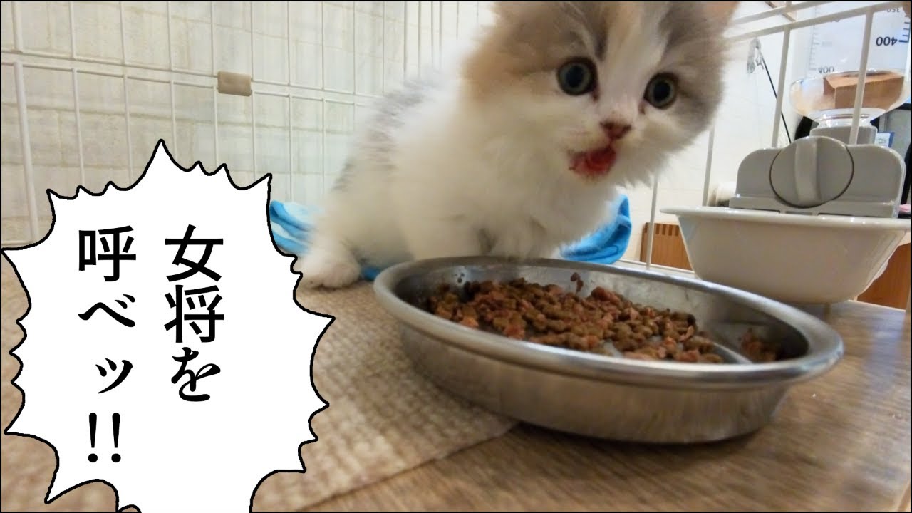 食レポする子猫が可愛すぎた｜#ミヌエット #子猫 #三毛猫 #cat #kitten