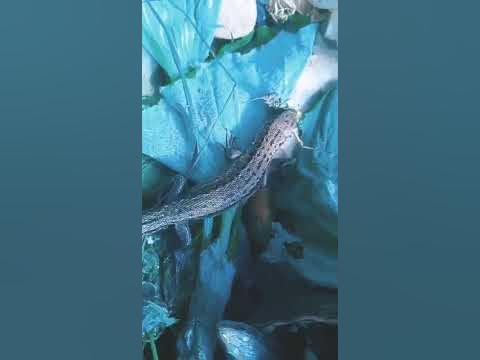 Ящереца гушает - YouTube