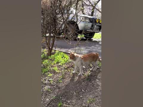 жалаңаш әйелдің үлкен жамбастары Ресейдің 25 жыныстық белгісі (орта)