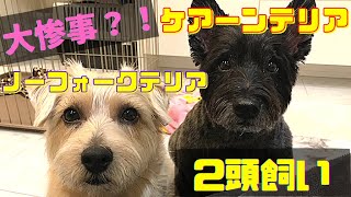 【2頭飼い】ケアーンテリアとノーフォークテリア。コミュ力お化けと犬見知りの紹介します！　Cairn Terrier and Norfolk Terrier  TerrierLove