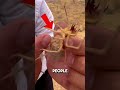 Truth About Camel Spiders 🕷️ | Harmless or Dangerous? Mp3 Song