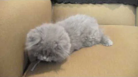 Video 8570261: persian kitten playing, play toys persian, kitten mouse