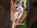 Lychee Litchi Cherry Ice Cream Without Ice Cream Machine No Churning Or Chemicals Lychee Litchi Cherry Ice Cream Without Ice Cream Machine No Churning Or Chemicals