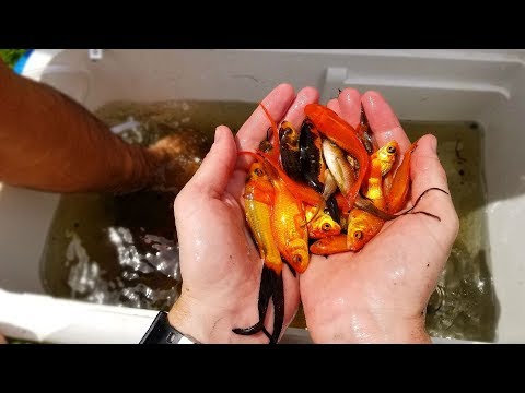 saving-hundreds-of-fish-left-to-die!-(rescue-mission)-|-dallmyd