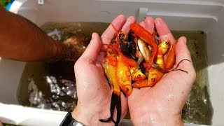 Saving Hundreds of Fish Left to Die! (Rescue Mission) | DALLMYD