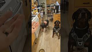 i spillee #doberman #rottweiler #shibc shibaclassic.io #uniswap #biconomy #dextools #crypto