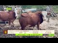 Tu vitrina ganadera- TvAgro por Juan Gonzalo Angel