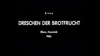 Die Ernte - 2. Dreschen der Brotfrucht