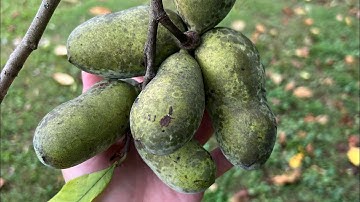 What’s a pawpaw?