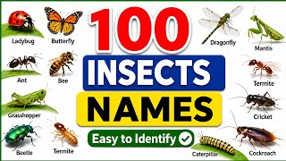 100 Insects Names for Kids 🐜🐝 | Learn Insect Names Easy & Fun #insectsnames