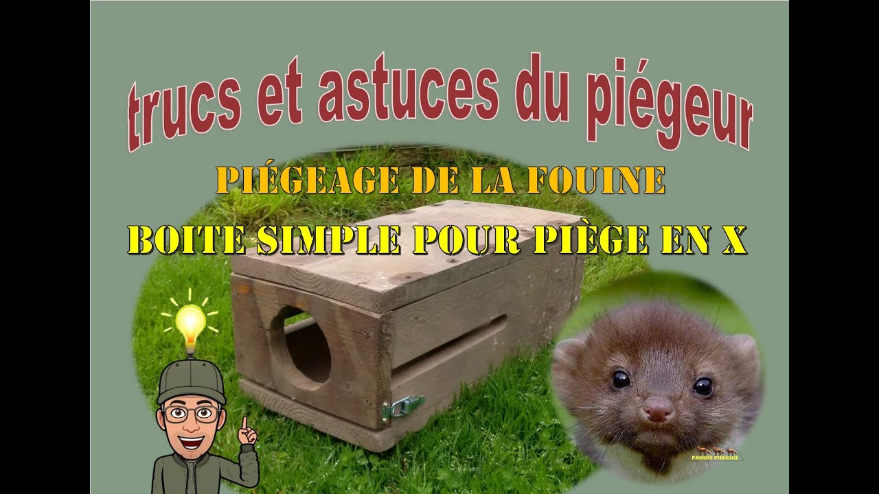 Boite simple pour piège en X pour piéger les fouines 