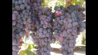 El palqui chile.magincort