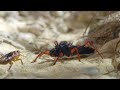 Bugs Eating Bugs Up Close | Insects, Bugs & Scorpions | Love Nature