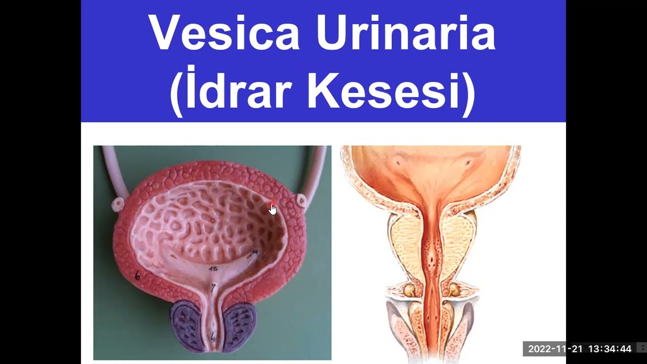 5. İdrar Kesesi (Vesica Urinaria) YAYDAR