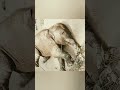 #elephant #wildlife #animals #funnyelephant #babyelephant #wildlifeentertainment #babyanimal #cute