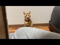 【保護猫】初めてキャットタワーを見た子猫の反応がこちらです