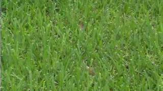 Yellow Grass