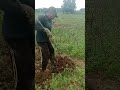 farmer's skill in pulling out cassava