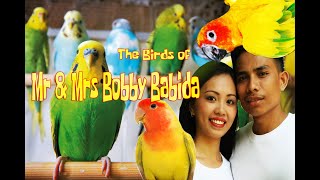 The Birds of Mr &amp; Mrs Bobby Babida