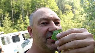 картинка: Ачик