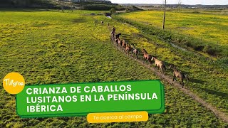 Crianza de caballos lusitanos en la Península Ibérica  TvAgro por Juan Gonzalo Angel Restrepo