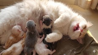 Worried Mother Cat Keeps Checking Her Kittens 😿 Panting Won’t Stop Her