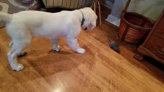 Buddy & the mouse in the house (pt 1)