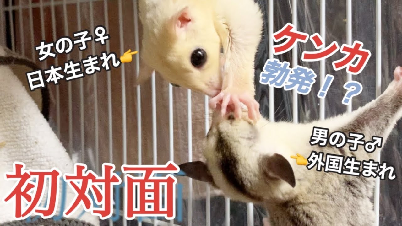 モモンガ♂♀ペアです❗ 卸売 