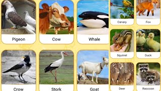 (Guess animal sounds easy) Rabbit, Bee, Cat, Rooster, Goose, Hen, Frog, Seagull, Bear, Zebra, Duck