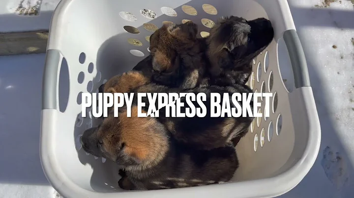 Moving puppies