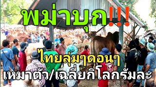 พม่าบุก!!!...ไทยลุ่มๆดอนๆ...เหมาตัว..เฉลี่ยกิโลกรัมละ..19พ.ค.67อ.วารินชำราบ