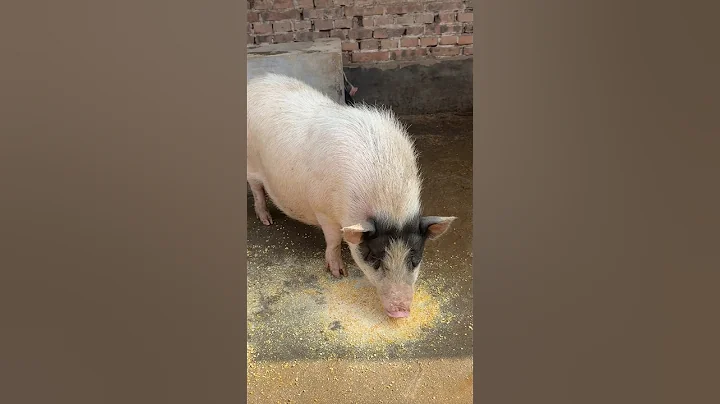 Catching Pig by Hand 🐷🥰 #pig #boar #hog #viral #animal #wildpig #wildboar #wildlife #farmlife