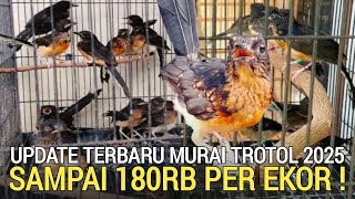Download Lagu RING TERNAMA ! MURAI TROTOLAN BUANYAK SAMPAI HARGA 180RB PER EKOR PASAR BURUNG PRAMUKA LEWAT DULU  MP3 Download Lagu RING TERNAMA ! MURAI TROTOLAN BUANYAK SAMPAI HARGA 180RB PER EKOR PASAR BURUNG PRAMUKA LEWAT DULU  MP3