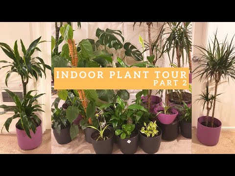 वीडियो: इनडोर पौधों का उपचार। भाग 2