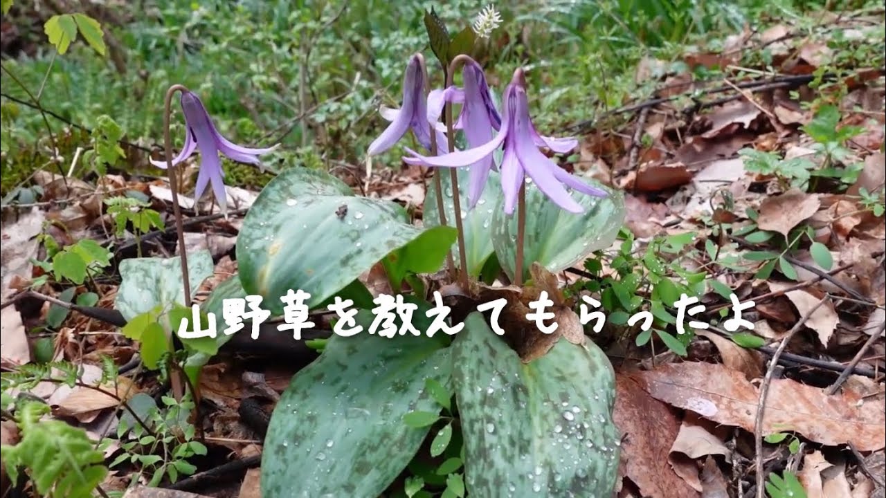 はじめまして 春の山野草たち 北信州の里山で出会ったぁ Youtube